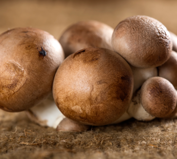 Egerlinge – Champignons