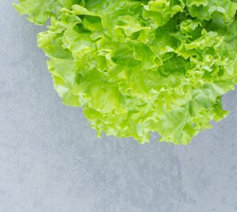 Bio Batavia Salat pro Stück