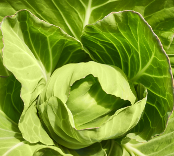 Spitzkraut
